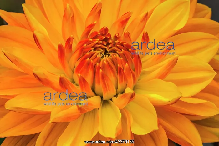 : Yellow, orange dahlia blooming macro : Yellow, orange dahlia blooming macro