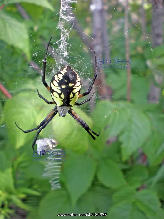 : Yellow Orb Weaver Garden Spider : Yellow Orb Weaver Garden Spider