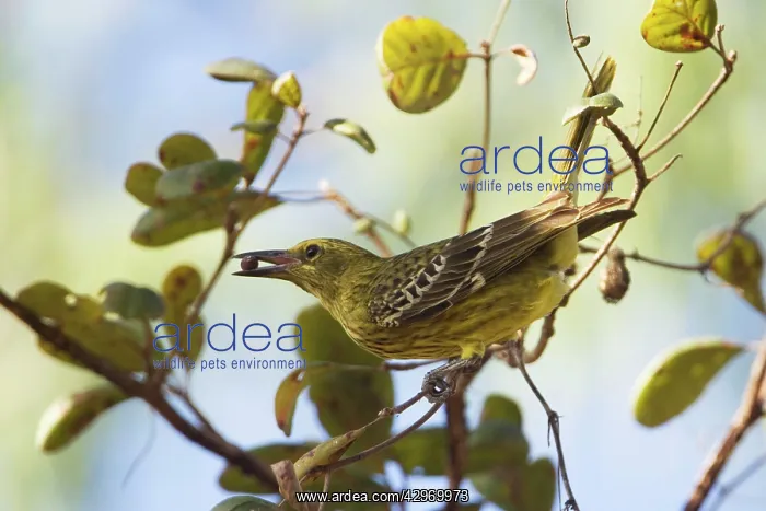 : Yellow Oriole : Yellow Oriole