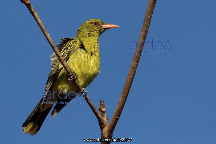 : Yellow Oriole : Yellow Oriole