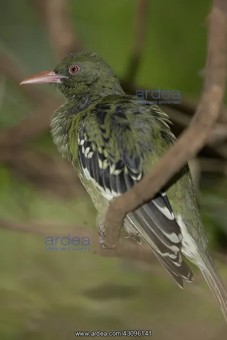 : Yellow Oriole : Yellow Oriole