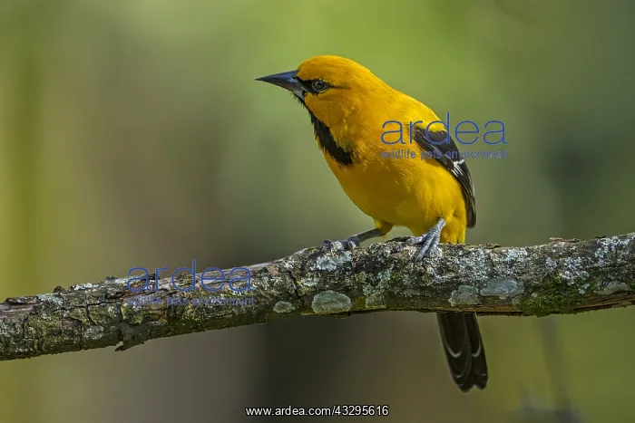  : Yellow Oriole (Icterus nigrogularis) Pereira, Risaralda