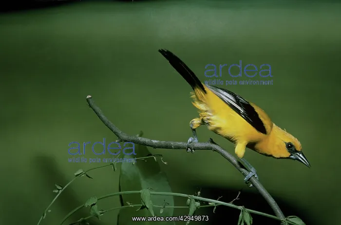 : Yellow Oriole - perched on a branch - rear view : Yellow Oriole - perched on a branch - rear view