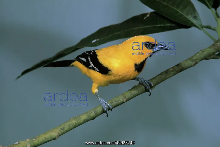 : Yellow Oriole - perched on a branch - front view : Yellow Oriole - perched on a branch - front view