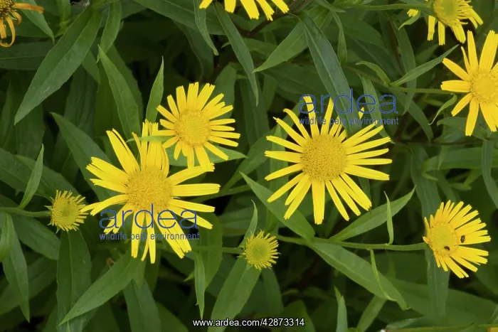 : Yellow ox-eye : Yellow ox-eye