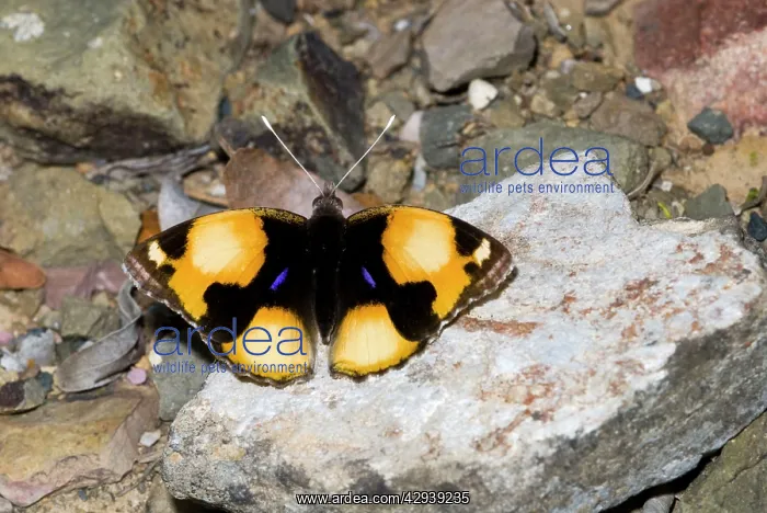 : Yellow Pansy butterfly - male : Yellow Pansy butterfly - male