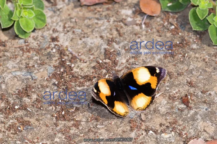: Yellow Pansy - butterfly male basking in sun : Yellow Pansy - butterfly male basking in sun