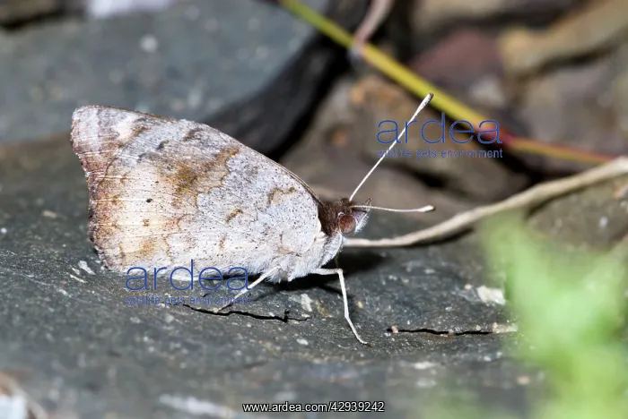 : Yellow Pansy butterfly - male with wings closed : Yellow Pansy butterfly - male with wings closed