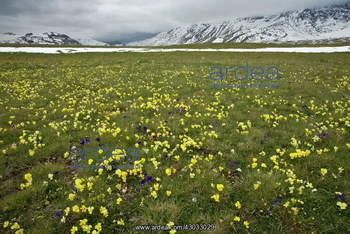 : Yellow Pansy and other flowers on the Campo Imperatore : Yellow Pansy and other flowers on the Campo Imperatore