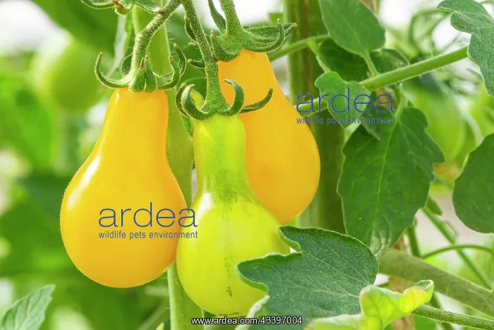 : Yellow Pearshaped tomato : Yellow Pearshaped tomato
