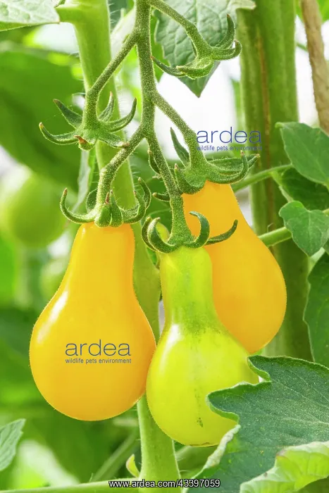 : Yellow Pearshaped tomato : Yellow Pearshaped tomato