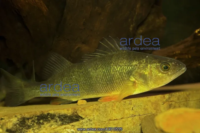  : Yellow Perch