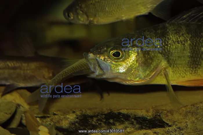 : Yellow Perch eating minnow : Yellow Perch eating minnow