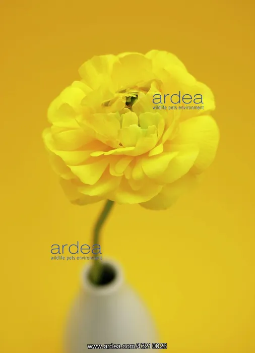  : Yellow Persian Buttercup (Ranunculus asiaticus)