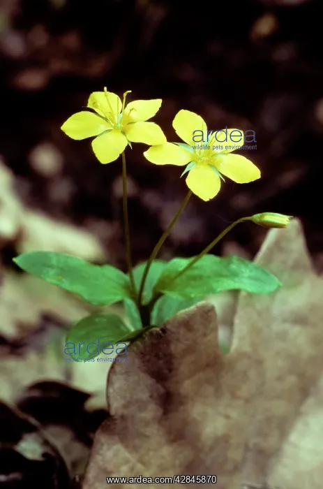  : Yellow Pimpernel