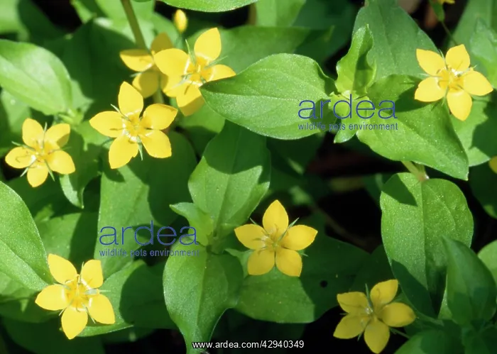  : Yellow Pimpernel