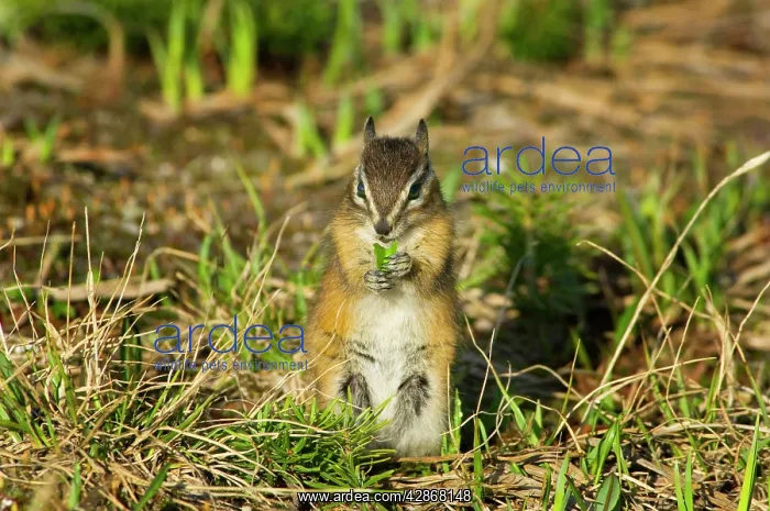 : Yellow-pine Chipmunk : Yellow-pine Chipmunk