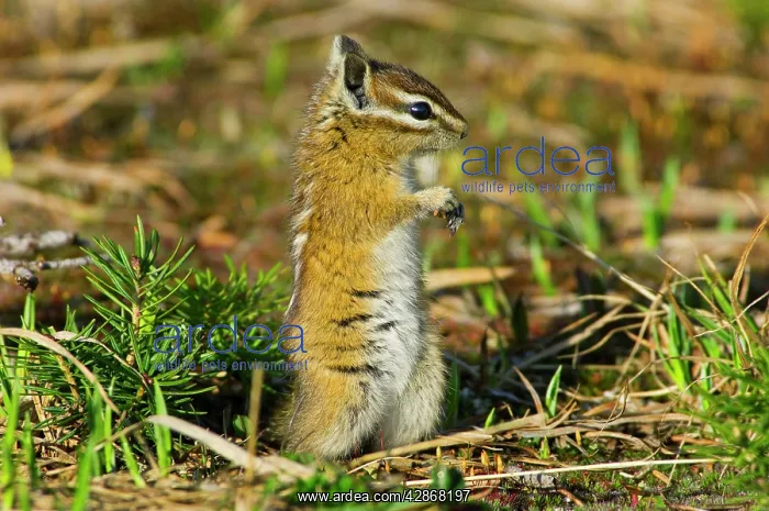 : Yellow-pine Chipmunk : Yellow-pine Chipmunk