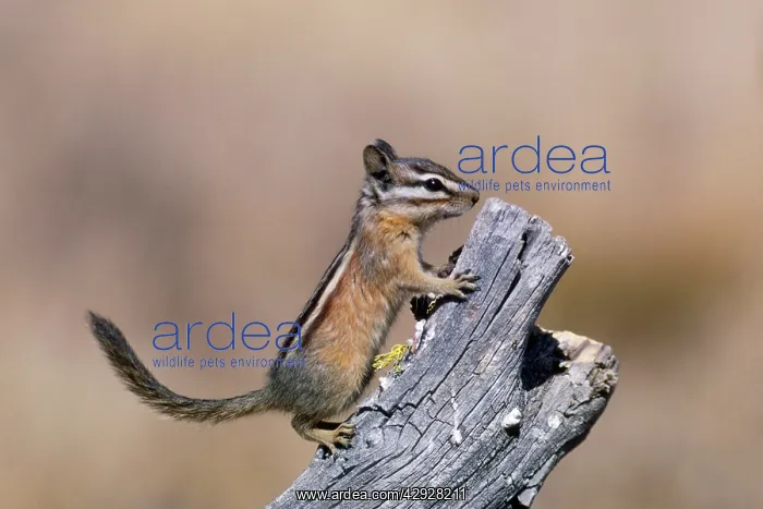 : Yellow-pine CHIPMUNK : Yellow-pine CHIPMUNK