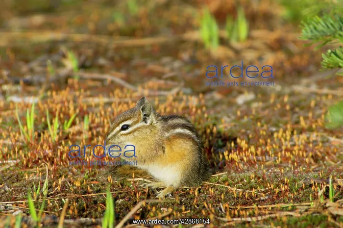: Yellow-pine Chipmunk - eating haircap moss sporophytes : Yellow-pine Chipmunk - eating haircap moss sporophytes