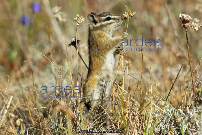 : Yellow-pine Chipmunk - feeding on seeds in subalpine meadow : Yellow-pine Chipmunk - feeding on seeds in subalpine meadow