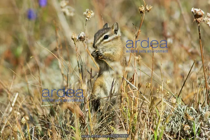 : Yellow-pine Chipmunk - feeding on seeds in subalpine meadow : Yellow-pine Chipmunk - feeding on seeds in subalpine meadow