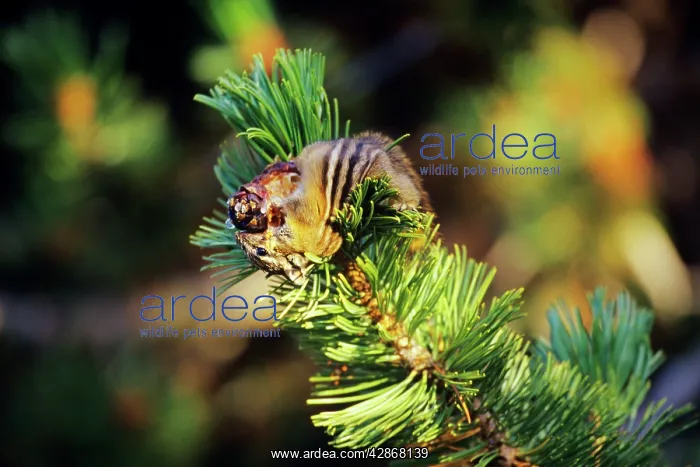 : Yellow-pine chipmunk - harvesting seeds from whitebark : Yellow-pine chipmunk - harvesting seeds from whitebark