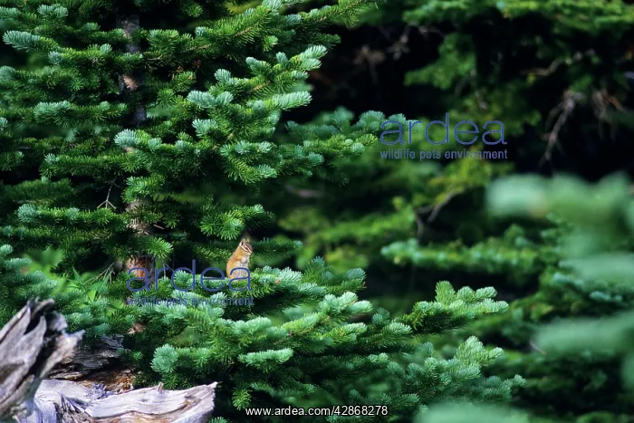 : Yellow-pine Chipmunk - sitting on subalpine fir branch : Yellow-pine Chipmunk - sitting on subalpine fir branch