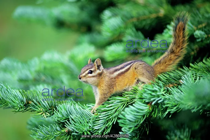 : Yellow-pine Chipmunk - on subalpine Fir branch : Yellow-pine Chipmunk - on subalpine Fir branch