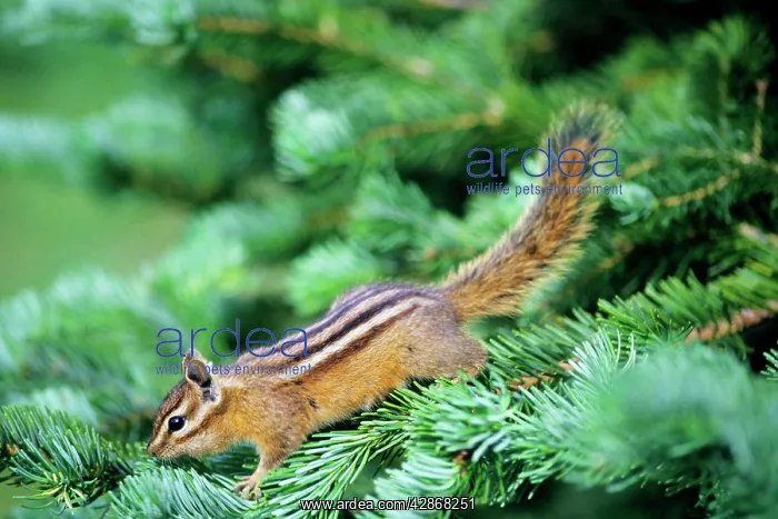 : Yellow-pine Chipmunk - on subalpine fir branch : Yellow-pine Chipmunk - on subalpine fir branch