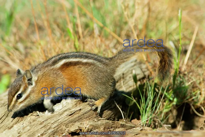 : Yellow-pine Chipmunk - in subalpine meadow : Yellow-pine Chipmunk - in subalpine meadow