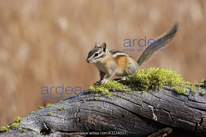: A Yellow Pine Chipmunk (Tamias amoenus) : A Yellow Pine Chipmunk (Tamias amoenus)