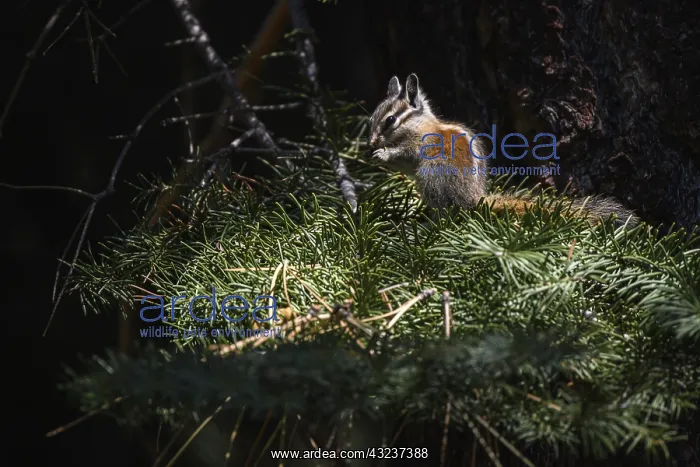 : Yellow-pine Chipmunk - Yellow-pine Chipmunk on a : Yellow-pine Chipmunk - Yellow-pine Chipmunk on a