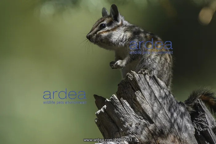 : Yellow-pine Chipmunk - Yellow-pine Chipmunk on a : Yellow-pine Chipmunk - Yellow-pine Chipmunk on a