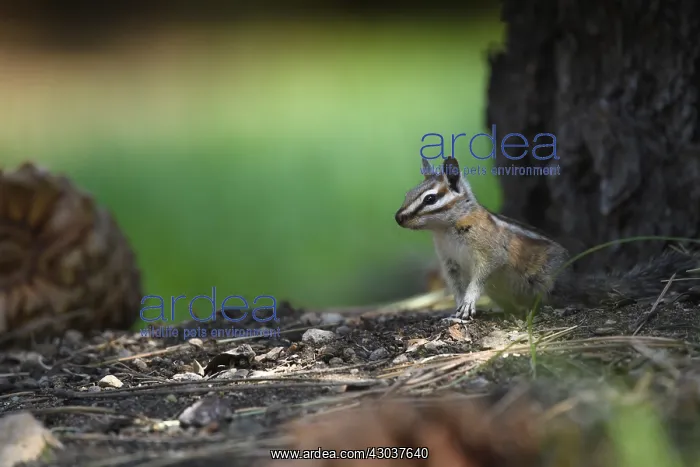 : Yellow-pine Chipmunk - Yellow-pine Chipmunk foraging : Yellow-pine Chipmunk - Yellow-pine Chipmunk foraging