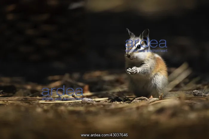 : Yellow-pine Chipmunk - Yellow-pine Chipmunk foraging : Yellow-pine Chipmunk - Yellow-pine Chipmunk foraging