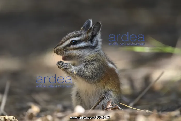 : Yellow-pine Chipmunk - Yellow-pine Chipmunk foraging : Yellow-pine Chipmunk - Yellow-pine Chipmunk foraging