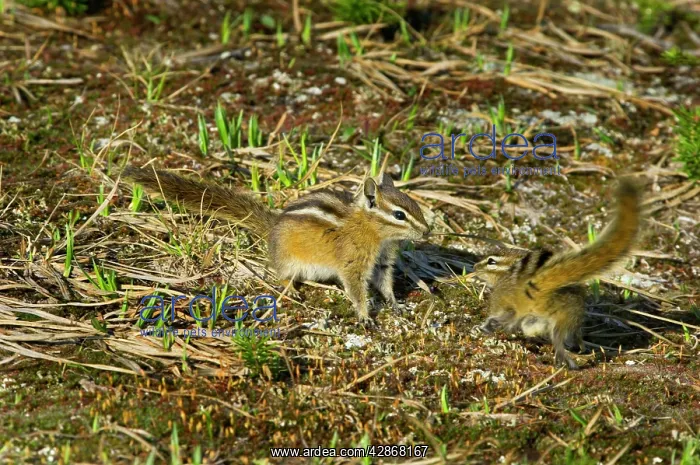 : Yellow-pine Chipmunks - pair : Yellow-pine Chipmunks - pair