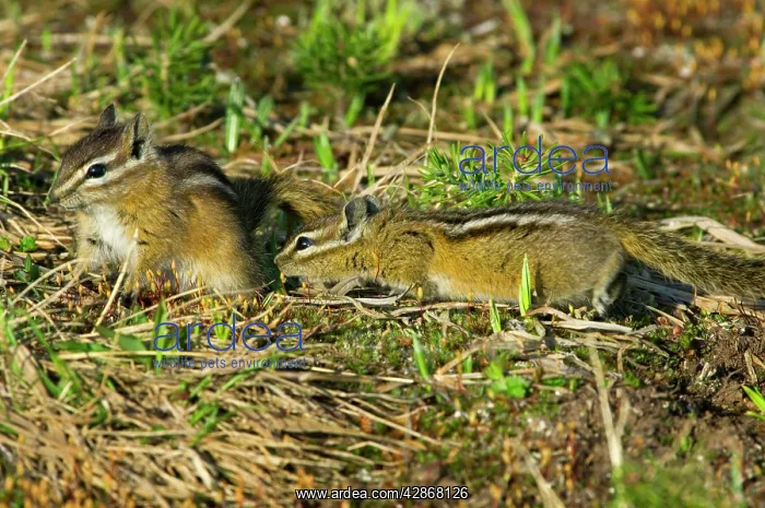 : Yellow-pine Chipmunks - sexual behaviour : Yellow-pine Chipmunks - sexual behaviour
