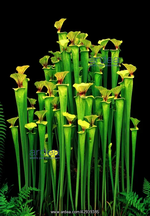 : Yellow Pitcher Plant / Trumpets - CV Maxima : Yellow Pitcher Plant / Trumpets - CV Maxima