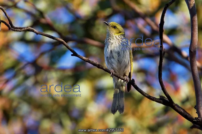 : Yellow-plumed Honeyeater : Yellow-plumed Honeyeater