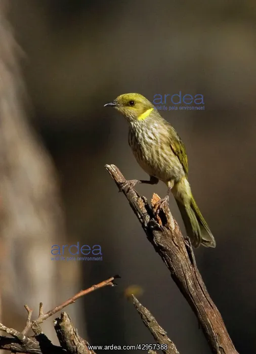 : Yellow-plumed Honeyeater : Yellow-plumed Honeyeater