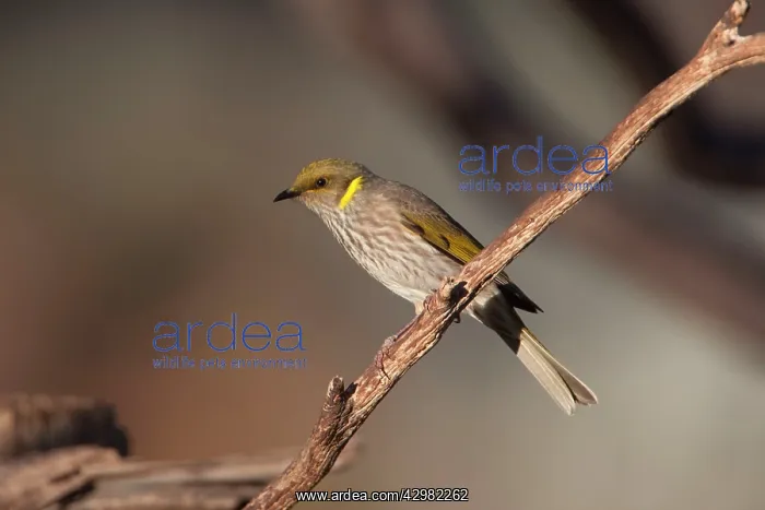 : Yellow-plumed Honeyeater : Yellow-plumed Honeyeater