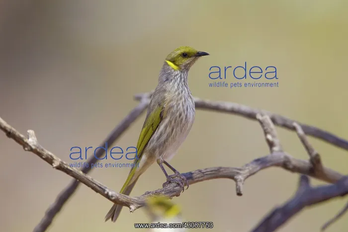 : Yellow-plumed Honeyeater : Yellow-plumed Honeyeater