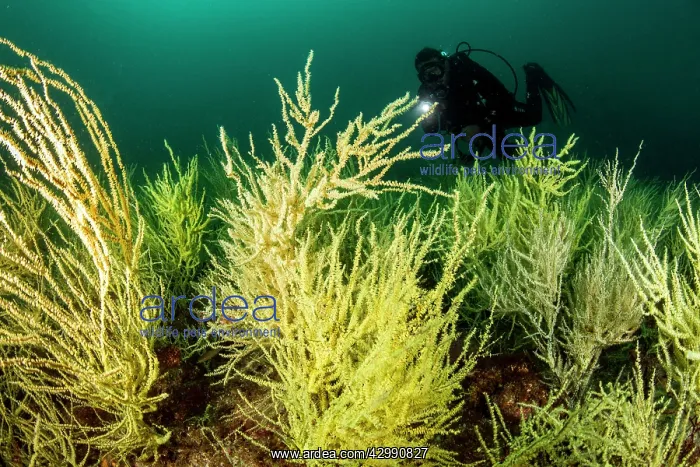 : Yellow Polyp Black Coral : Yellow Polyp Black Coral