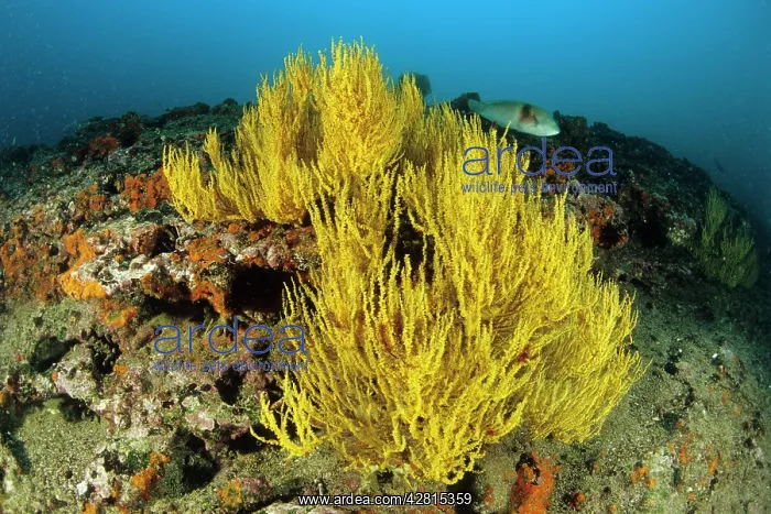 : Yellow-polyp Black Coral - Galapagos Islands UNESCO Natural : Yellow-polyp Black Coral - Galapagos Islands UNESCO Natural