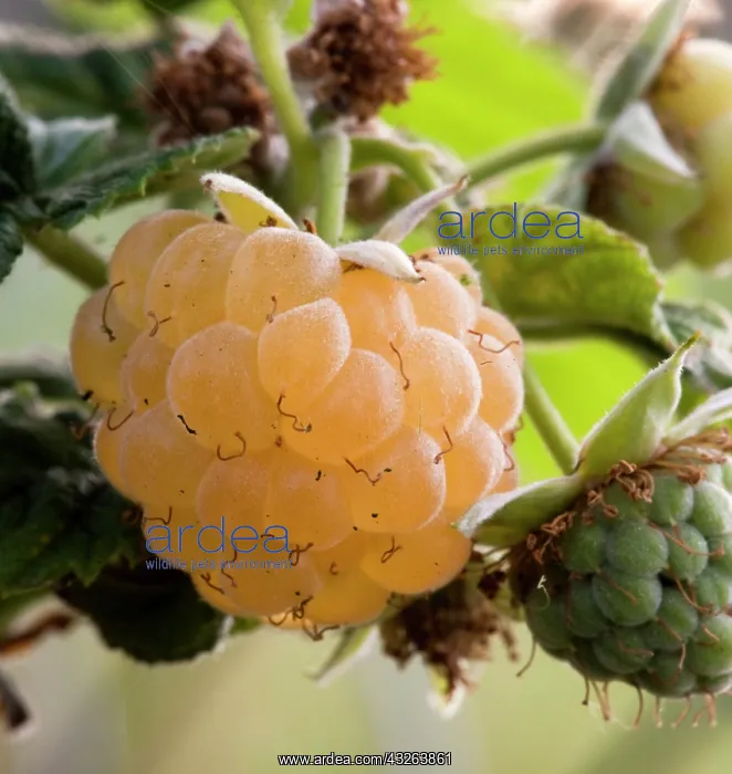 : Yellow raspberry (Rubus sp.) grown on the : Yellow raspberry (Rubus sp.) grown on the
