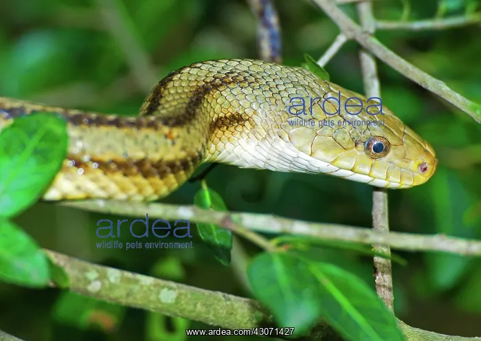 : Yellow Rat Snake : Yellow Rat Snake