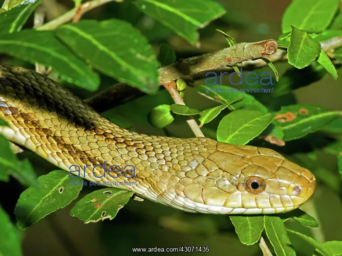 : Yellow Rat Snake : Yellow Rat Snake
