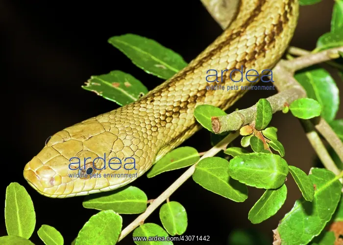 : Yellow Rat Snake : Yellow Rat Snake